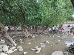 -宝安西湾红树林湿地公园