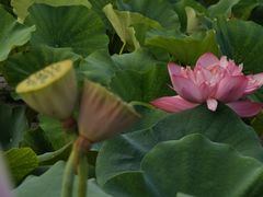 -莲花池公园