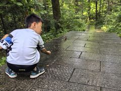 -汤旺河林海奇石景区