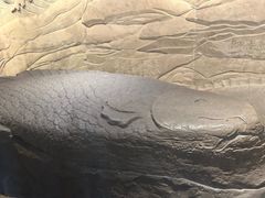 -白鹤梁水下博物馆