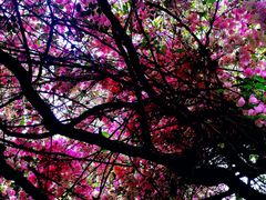 -深圳国际园林花卉博览园