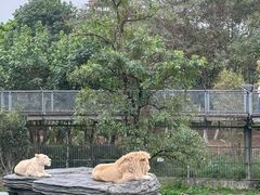 -东莞香市动物园