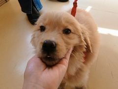 -芭比堂动物医院·犬猫全科·异宠专科(雁塔分院)