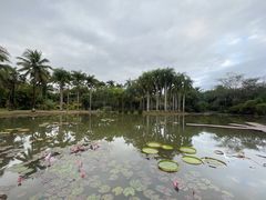 -中国科学院西双版纳热带植物园