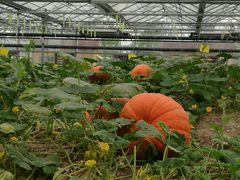 -兰陵国家农业公园