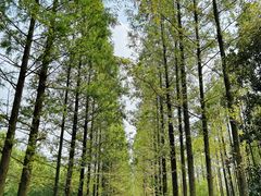 -昆山城市生态森林公园