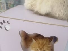 -喵的天空名猫咖啡馆·撸猫·猫舍·用品