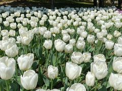 -上海鲜花港
