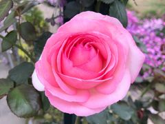 -都江堰玫瑰花溪谷