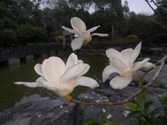 -深圳国际园林花卉博览园