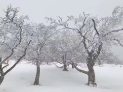 -大秃顶子山(雪谷店)