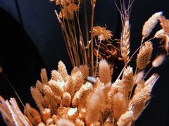 -植物学家的女儿(北马道巷店)