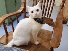 -猫色咖啡·猫咖