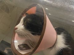 -瑞派名望志远动物医院·猫科·內科·异宠专科(直港大道店)