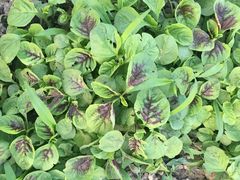 -乡乐园蟹庄·阳澄湖农家乐