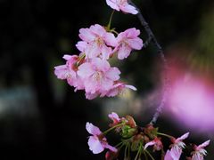 -顾村公园