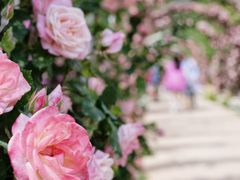 -名花谷生态庄园