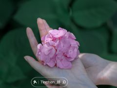 -上海滨江森林公园