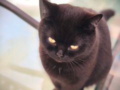 -喵屿·大理花园猫咖