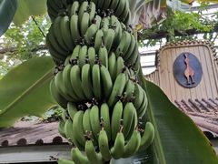 -呀路古热带植物园