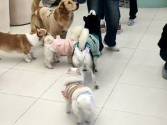 -怪兽屋·羊驼·猫咖·狗咖(俊华广场店)