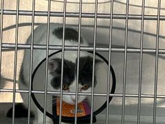 -艾贝尔宠物医院·24H转诊中心·肿瘤猫专科(江宁双龙店)
