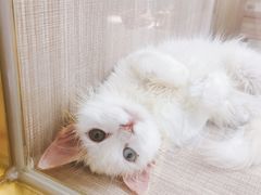-飞行喵MR PILOT|猫舍·猫咖(静安大融城店)
