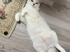 -Bastet sally猫舍购宠(静安店)