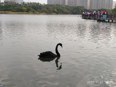 -五缘湾湿地公园