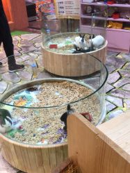 -卡通尼·Safari非洲探索乐园·生日会(金桥国际商业广场店)