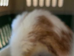 -御宝贝·A梦猫科宠物医院(国际猫友好医院)