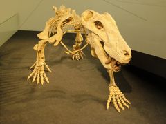 -墨尔本博物馆(Melbourne Museum)