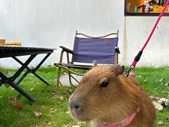 -J Create城市露营咖啡·简餐·宠物(上海动物园店)