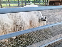 -长白岛森林公园