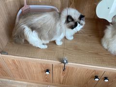 -老吴的猫·猫舍(新区店)