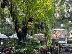 -Fern Forest Cafe