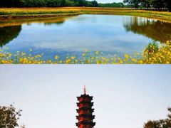 -泗洪洪泽湖湿地景区