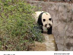 -成都大熊猫繁育研究基地