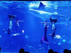 -烟台海昌鲸鲨海洋公园