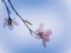-桃花堤公园