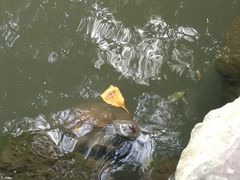 -越南牛肉河粉餐厅(书院巷店)