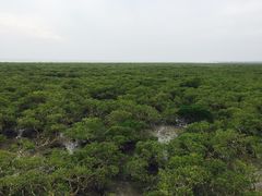 -北海金海湾红树林生态旅游区