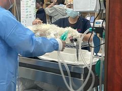 -东日国际动物医院·CT·心脏专科(桃源分院)