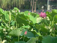 -莲湖公园