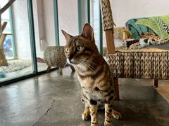 -喵屿·大理花园猫咖