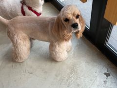 -小意思咖啡店(草桥店)