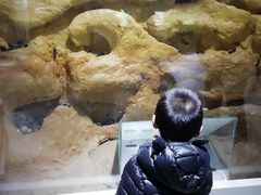 -上海昆虫博物馆