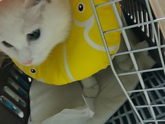 -莘程宠物医院(金山店)