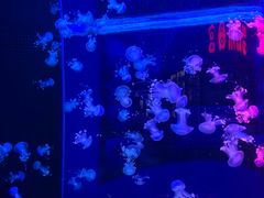 -梦幻海洋王国(吾悦广场张家港店)