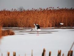 -盐城丹顶鹤湿地生态旅游区